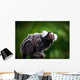 White tufted ear Marmoset Wall Mural