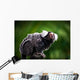 White tufted ear Marmoset Wall Mural