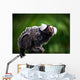 White tufted ear Marmoset Wall Mural