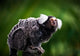 White tufted ear Marmoset Wall Mural