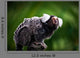 White tufted ear Marmoset Wall Mural