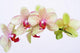 Orchideen Blten Zen Wellness