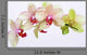 Orchideen Blten Zen Wellness