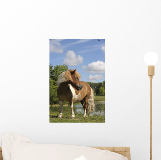 Free Pie Shetland Pony
