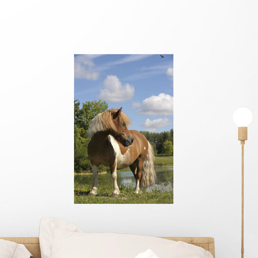Free Pie Shetland Pony