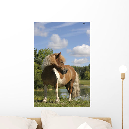 Free Pie Shetland Pony