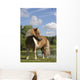 Free Pie Shetland Pony