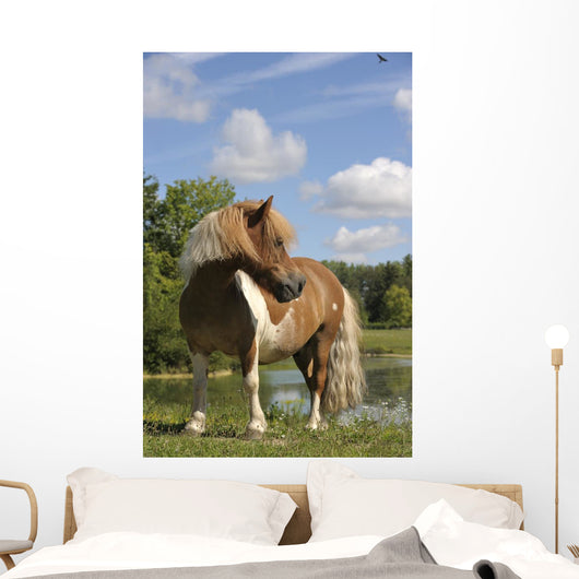 Free Pie Shetland Pony