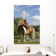 Free Pie Shetland Pony