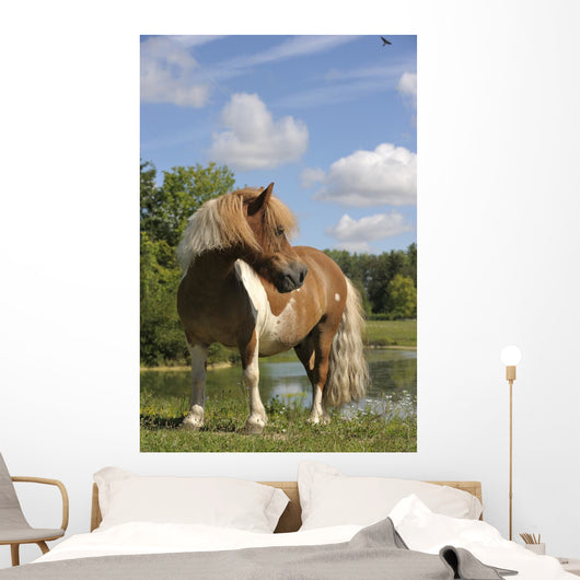 Free Pie Shetland Pony