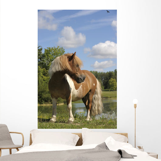 Free Pie Shetland Pony