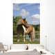Free Pie Shetland Pony