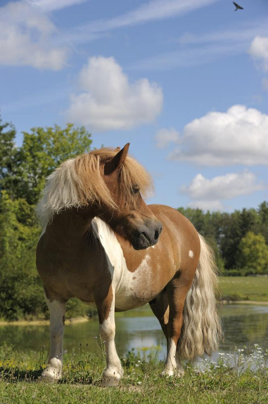 Free Pie Shetland Pony
