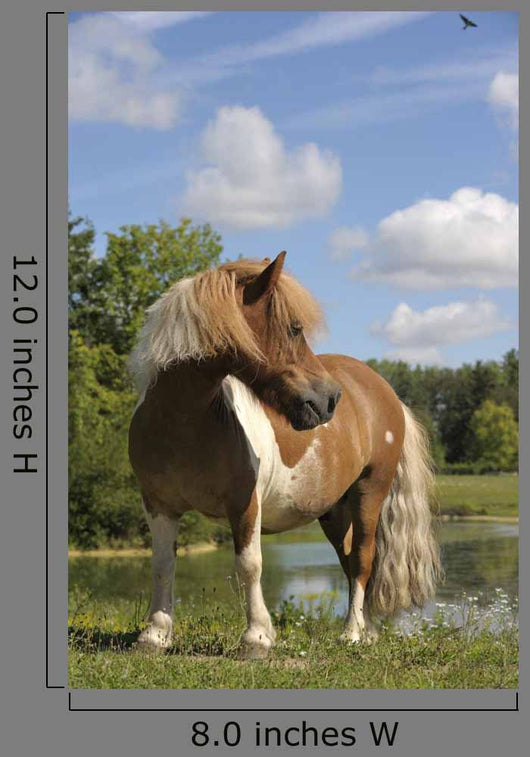Free Pie Shetland Pony