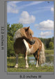 Free Pie Shetland Pony