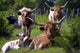 Longhorn Cattle Wall Mural