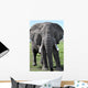 Elephant Kenya Wall Mural