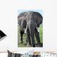Elephant Kenya Wall Mural