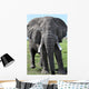Elephant Kenya Wall Mural