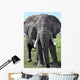 Elephant Kenya Wall Mural