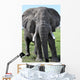 Elephant Kenya Wall Mural