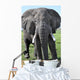 Elephant Kenya Wall Mural