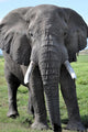 Elephant Kenya Wall Mural