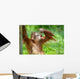 Cute Baby Orangutan Wall Mural