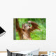 Cute Baby Orangutan Wall Mural