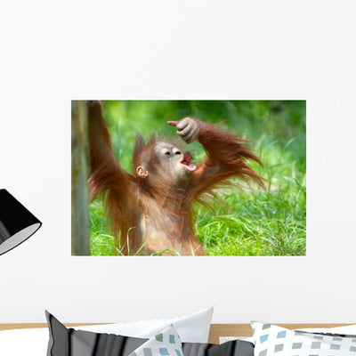 Cute Baby Orangutan Wall Mural shown on a wall
