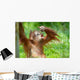 Cute Baby Orangutan Wall Mural