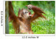 Cute Baby Orangutan Wall Mural
