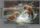 Tigers Play Water
