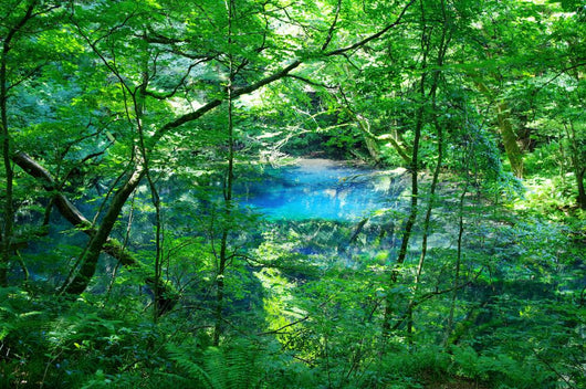 Woods Pond
