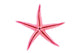 Pink Starfish Wall Decal