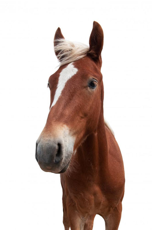 Red Horse