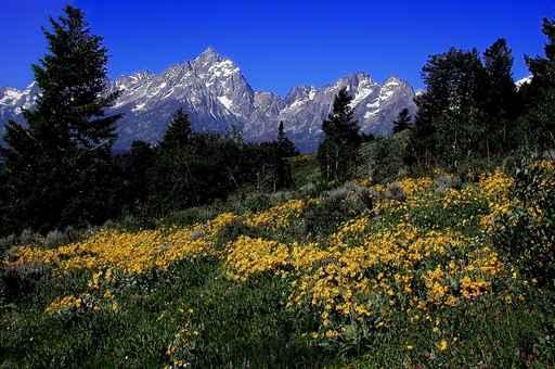 Grand Teton National Park Wall Decal