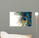 Peacock Feather