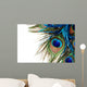 Peacock Feather