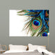 Peacock Feather