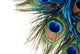 Peacock Feather
