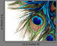 Peacock Feather