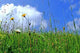 Meadow Wall Decal
