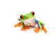 Frog Closeup White Wall Decal