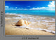 Seashell Beach Shallow Dof