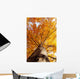 tree in fall from below Wall Mural