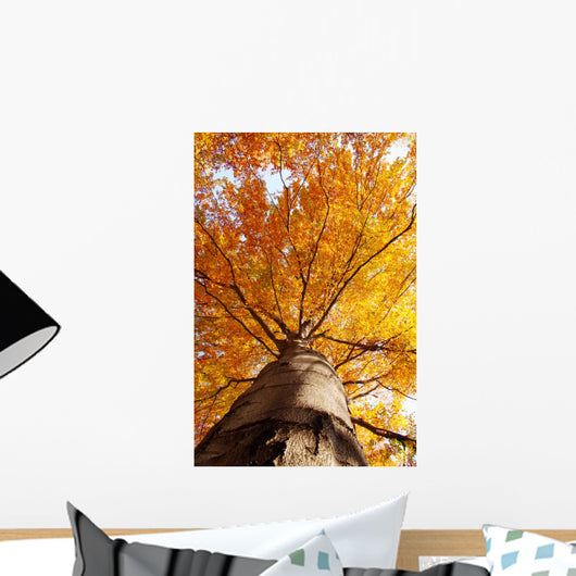tree in fall from below Wall Mural