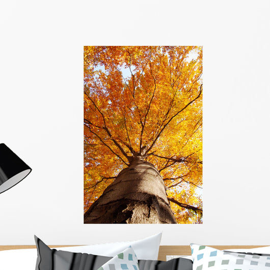 tree in fall from below Wall Mural