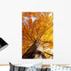 tree in fall from below Wall Mural