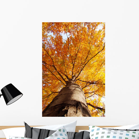 tree in fall from below Wall Mural